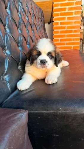 Comércio de cachorro