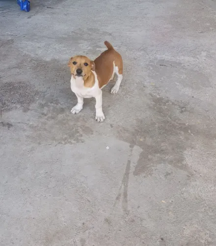 Filhote cachorro pincher