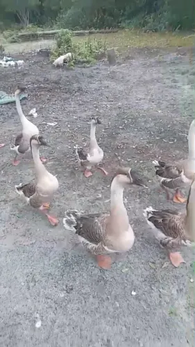 Gansos sinaleiros angolas patos e perus a pronta entrega na Baixada Santista 