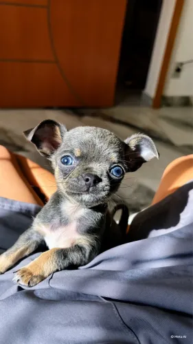 CHIHUAHUA BLUE COR EXÓTICA