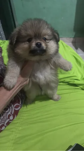 Filhote Spitz com shitzu