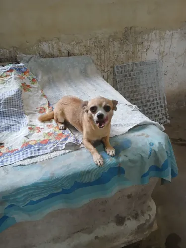 Chihuahua reprodutor 