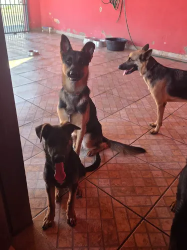 Cachorro pastor alemão