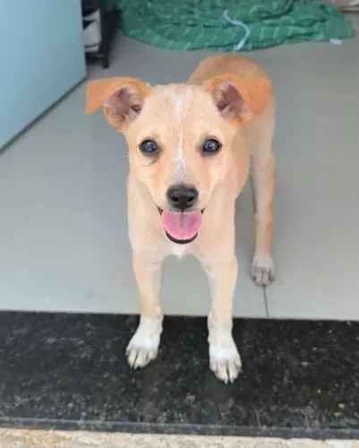 DOAÇÃO DE CACHORRA