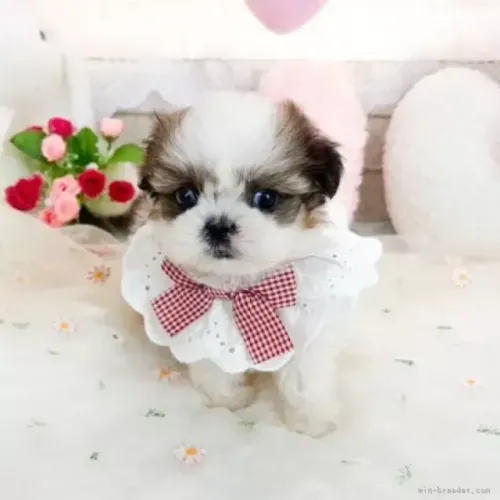 Shih tzu/shitzu Macho e Fêmea Vacinados com Garantias SP
