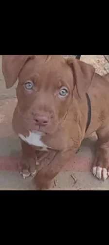 Pitbull fêmea de 3 meses com as 3 vacinas