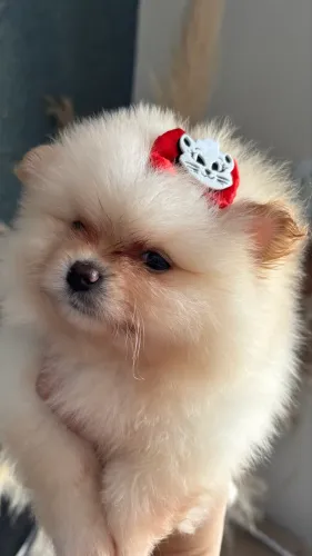 Spitz Alemão / Lulu da Pomerania em até 10x sem juros