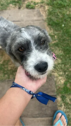 Cachorrinha amável para adoção