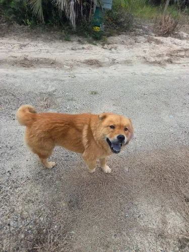 Chowchow fêmea 