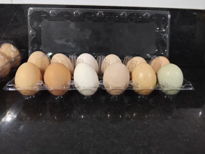 Ovos de galinha caipira 