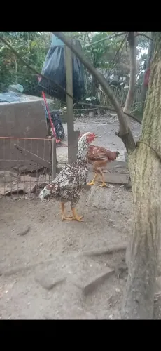Vendo galinhas índio gigante