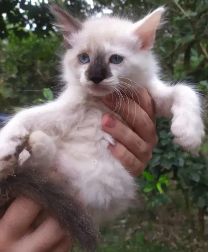 Maine coon linhagem americana