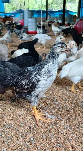 Galinha caipira poedeira