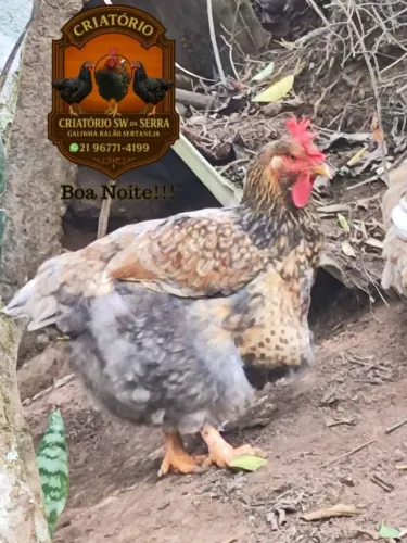 Ovos galados raça galinha balão GSB