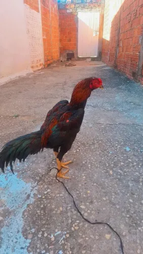 vendo frango de 9 meses forte e de procedência