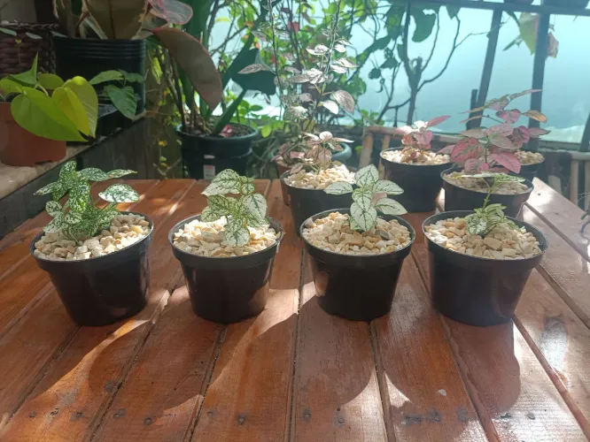 Lindas Mudas de Planta Confete no Vaso