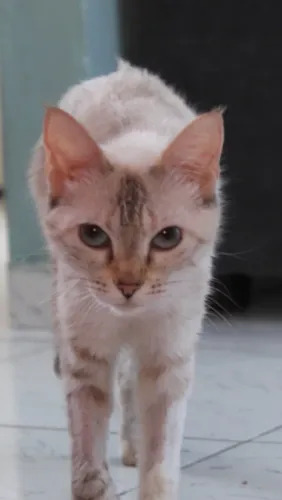 gata castrada e dócil