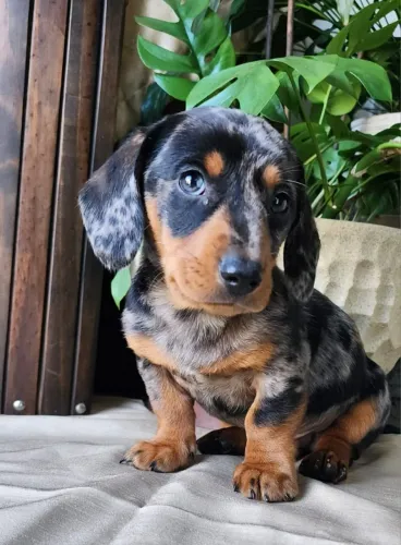 Teckel/Basset - Lindos Filhotes Com Pedigree!!