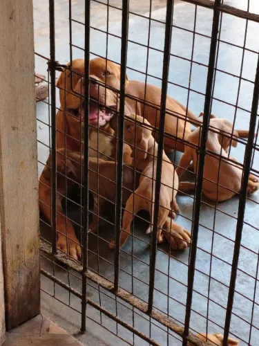 Filhotes de pitbull 