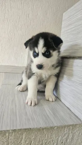 Husky siberiano olhar que apaixona
