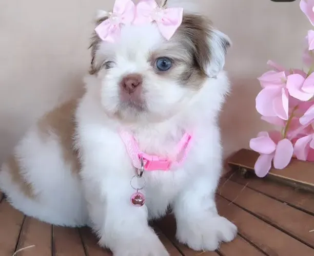Shih tzus minis maravilhos9s legitimos
