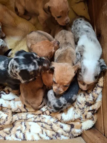 Linguicinha Basset Dachshund leia descrição 