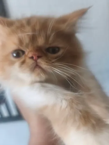 Gato persa