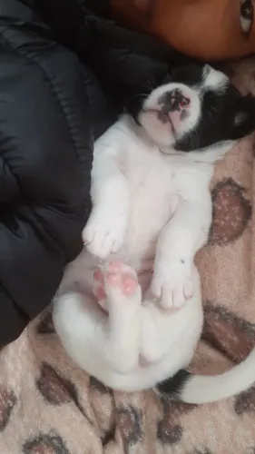 VENDE-SE FILHOTE DE ILHASA APSO FÊMEA