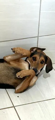 Doação cães. fêmeas e machos