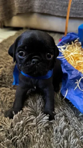 Filhotes de Pug a venda