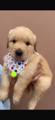 Golden Retriever 