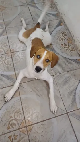 Cachorro Vacinado e Vermifugado para Adoção