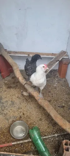 Vendo duas galinhas na Penha Rj.