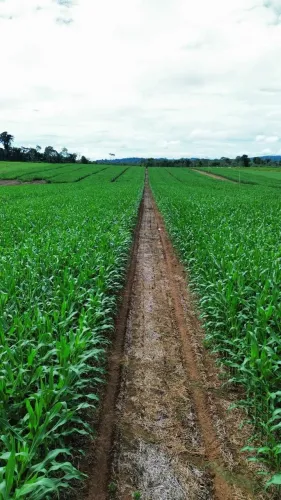 VENDO  FAZENDA EM NOVA MONTE VERDE/MT
