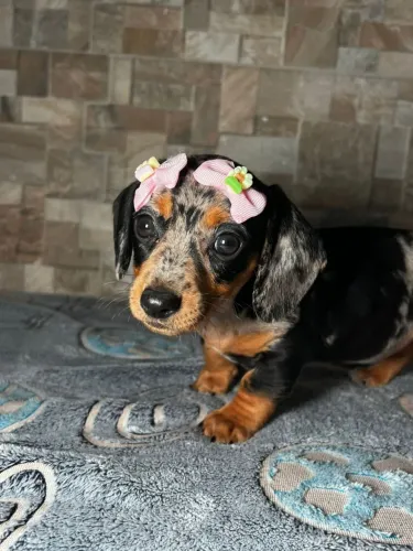 Teckeldaschund c o fa o bas set