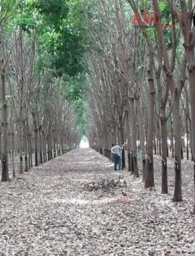 Fazenda para Venda em Centro Gaúcha do Norte-MT