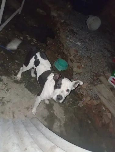 Cachorro docil