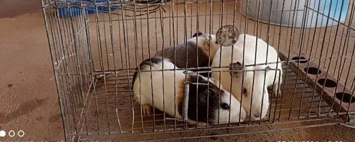 Animais estimação 