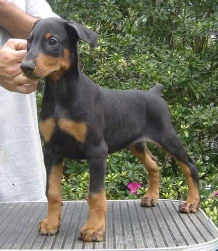 Doberman Levamos Até Você