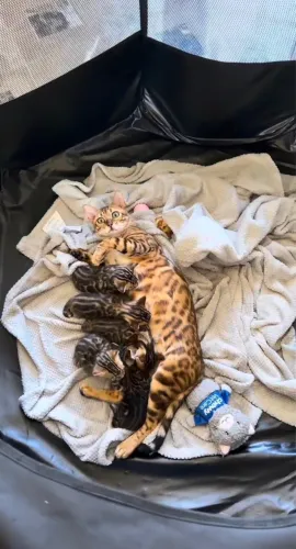 Gato