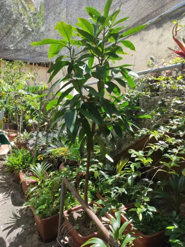 Pé de jambo rosa,no caso com terra adubada