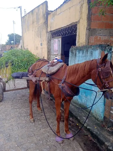 Égua  e carroça  aceito catão 