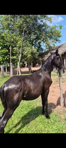 Vendo potro de nove meses