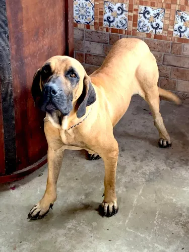 Fila Brasileiro pra CRUZAR 