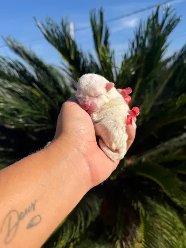 Spitz Alemão Anão