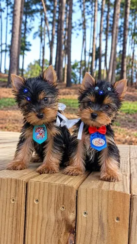 York mini macho com pedigree