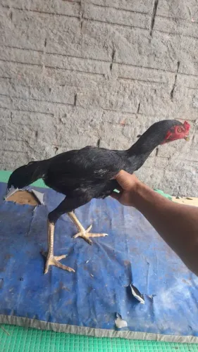Frango índio puro