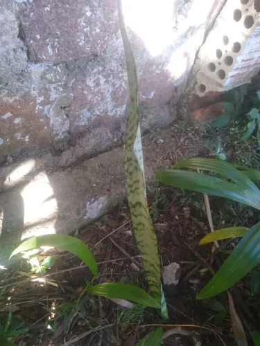 Planta espada São Jorge