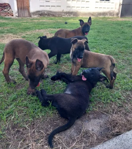 Linda fêmea de pastor belga malinoá disponível 