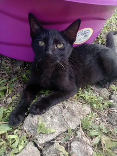 Gato preto macho 3 meses Adoção